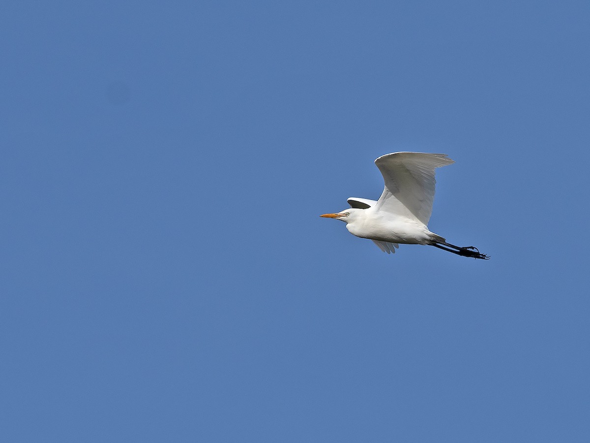 Eastern Cattle Egret - ML620253048