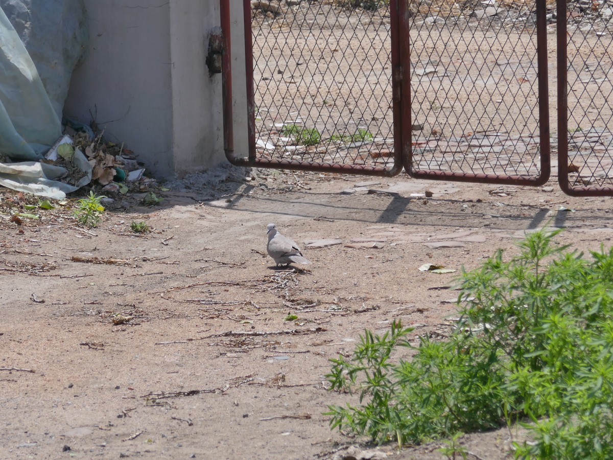 Eurasian Collared-Dove - ML620253049