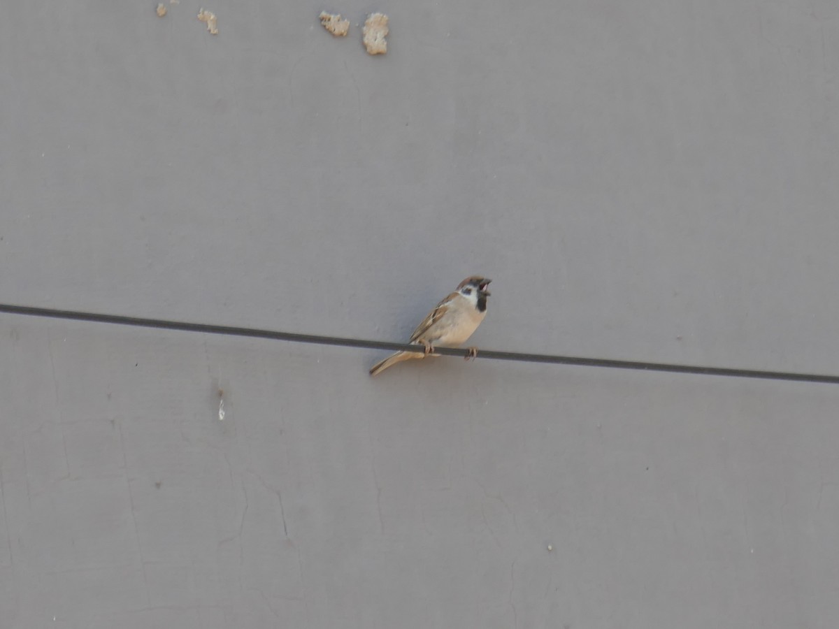 Eurasian Tree Sparrow - ML620253065