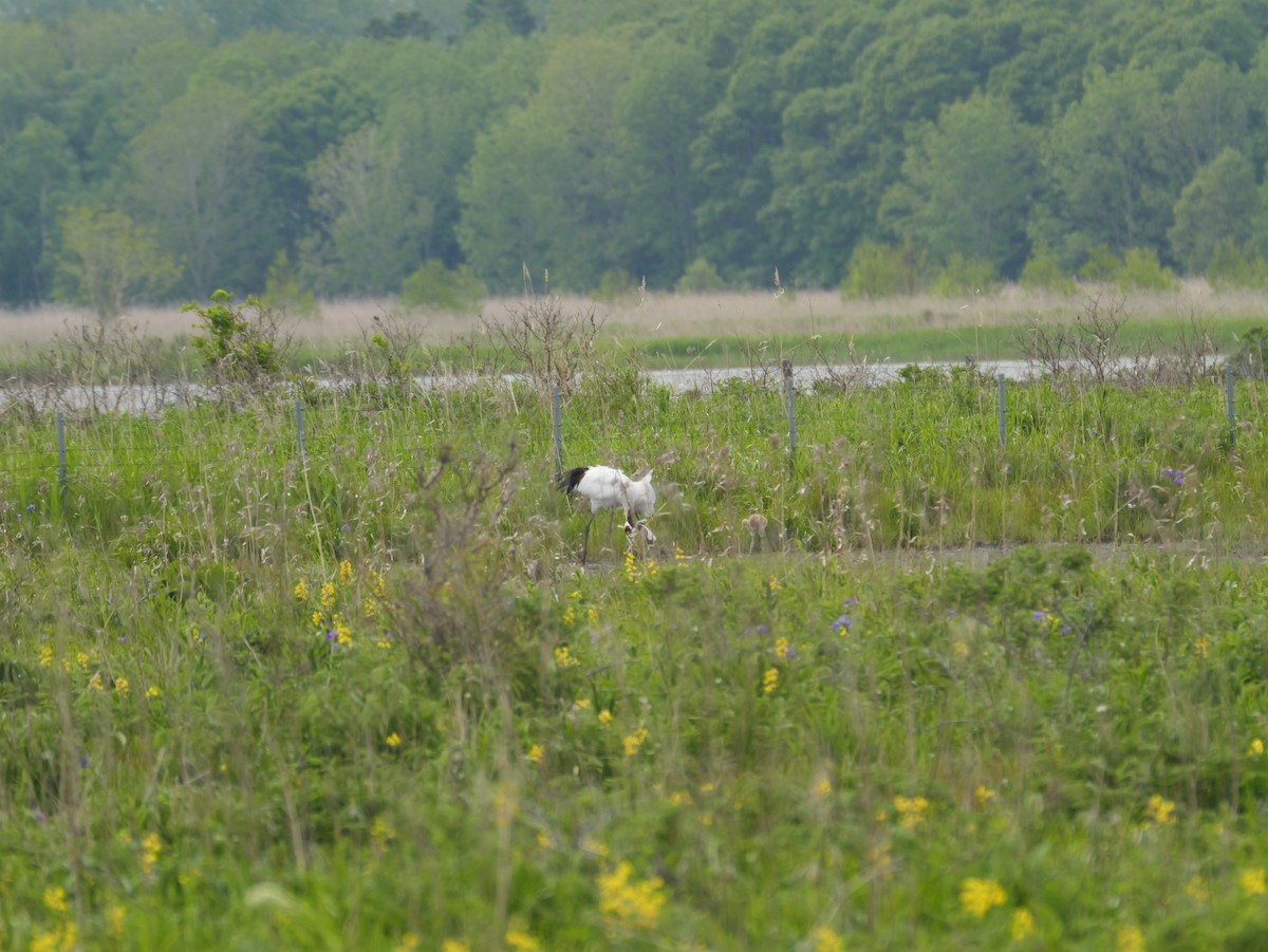 Red-crowned Crane - ML620253068