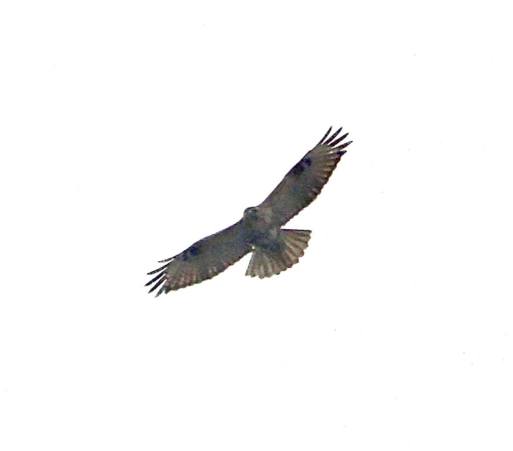 Eastern Buzzard - ML620253071