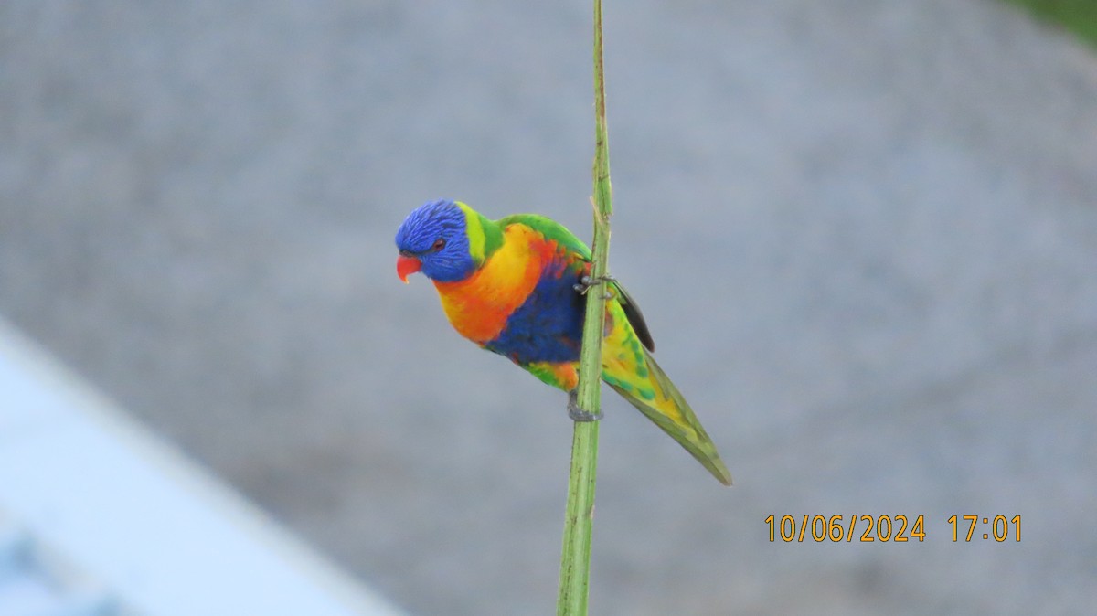 Rainbow Lorikeet - ML620253072