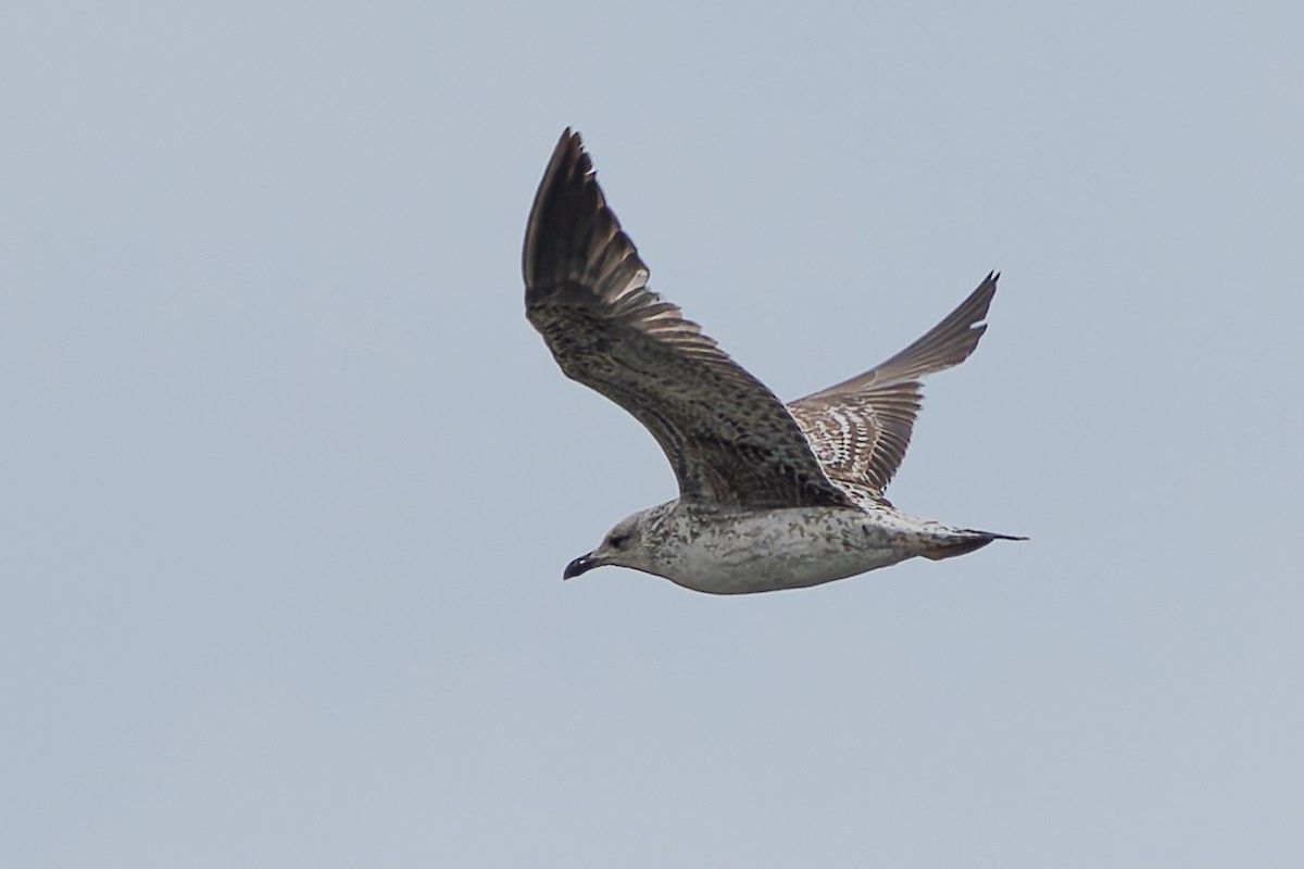 Lesser Black-backed Gull - ML620253077