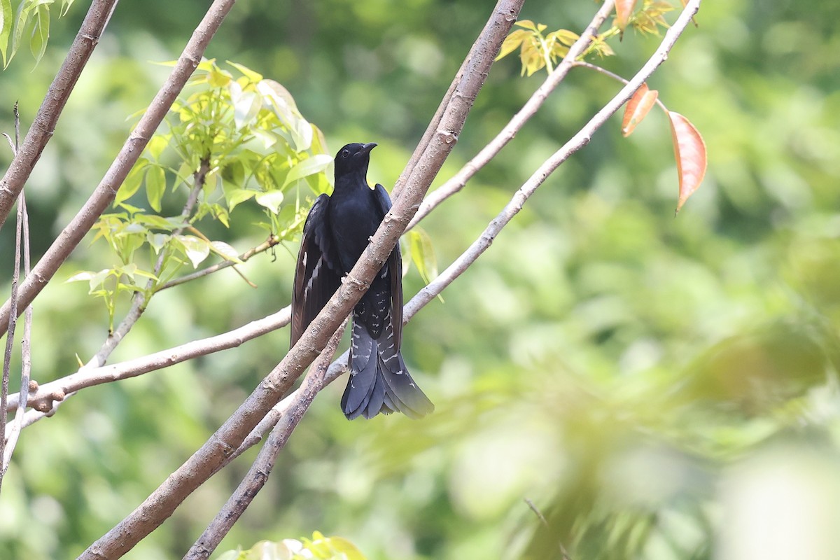 Square-tailed Drongo-Cuckoo - ML620253080