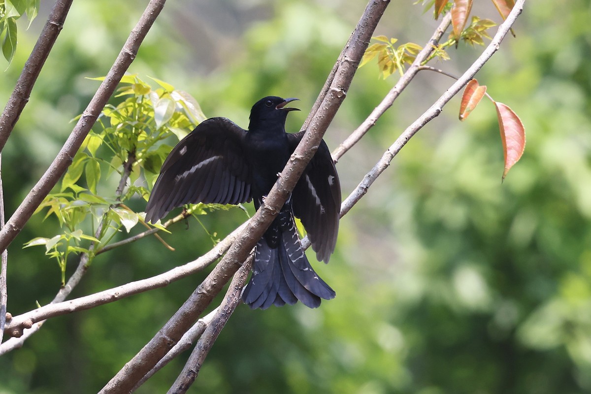 Square-tailed Drongo-Cuckoo - ML620253081