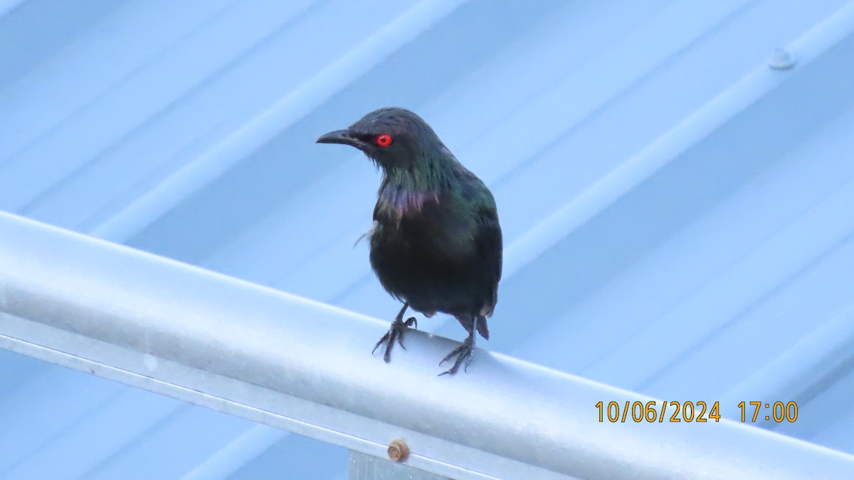 Metallic Starling - ML620253086