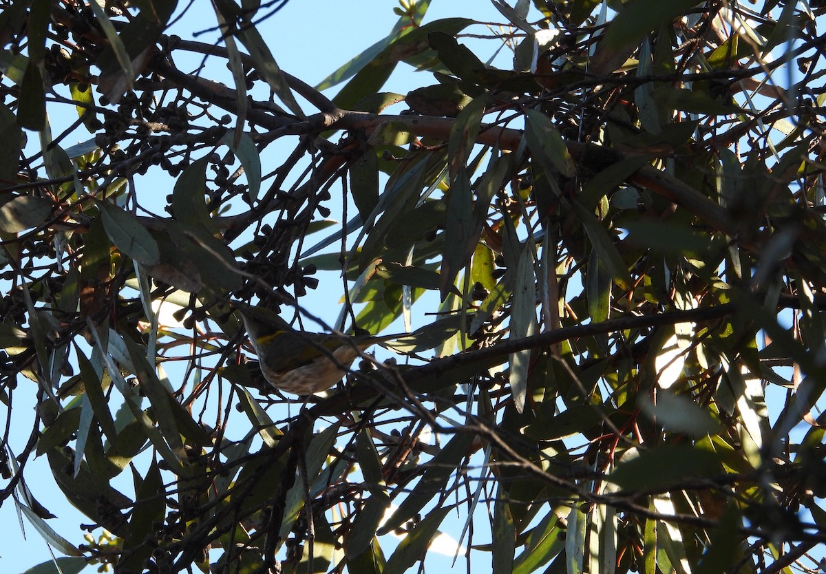 Yellow-plumed Honeyeater - ML620253091