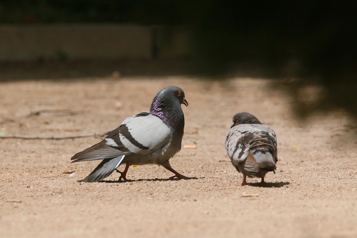 Rock Pigeon (Feral Pigeon) - ML620253094