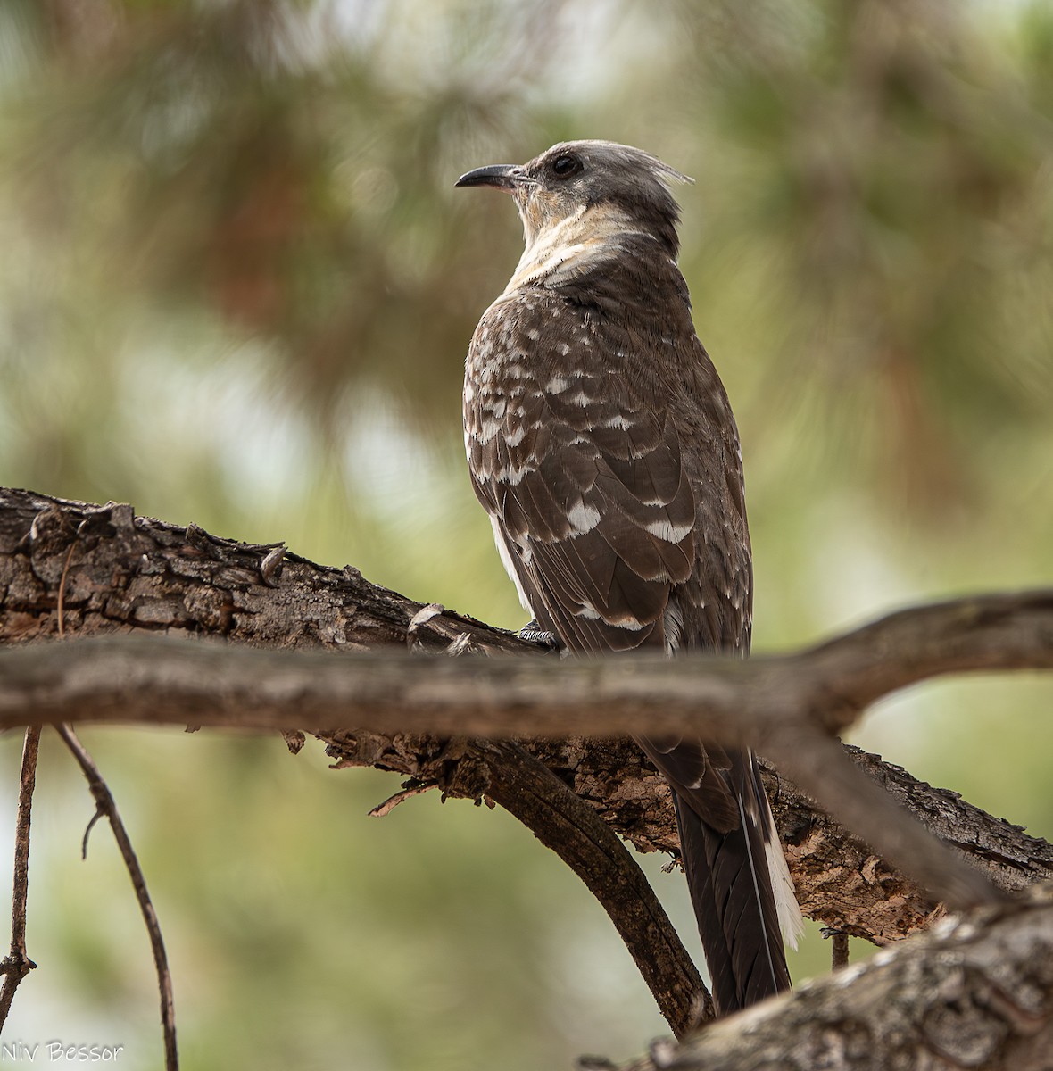 Great Spotted Cuckoo - ML620253100