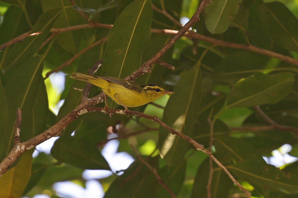 Limestone Leaf Warbler - ML620253106