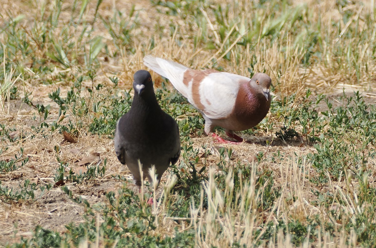 Rock Pigeon (Feral Pigeon) - ML620253108