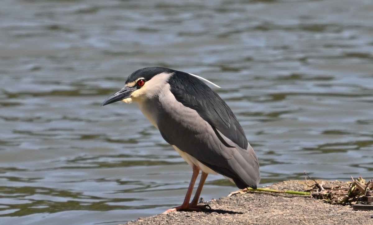 Black-crowned Night Heron - ML620253109