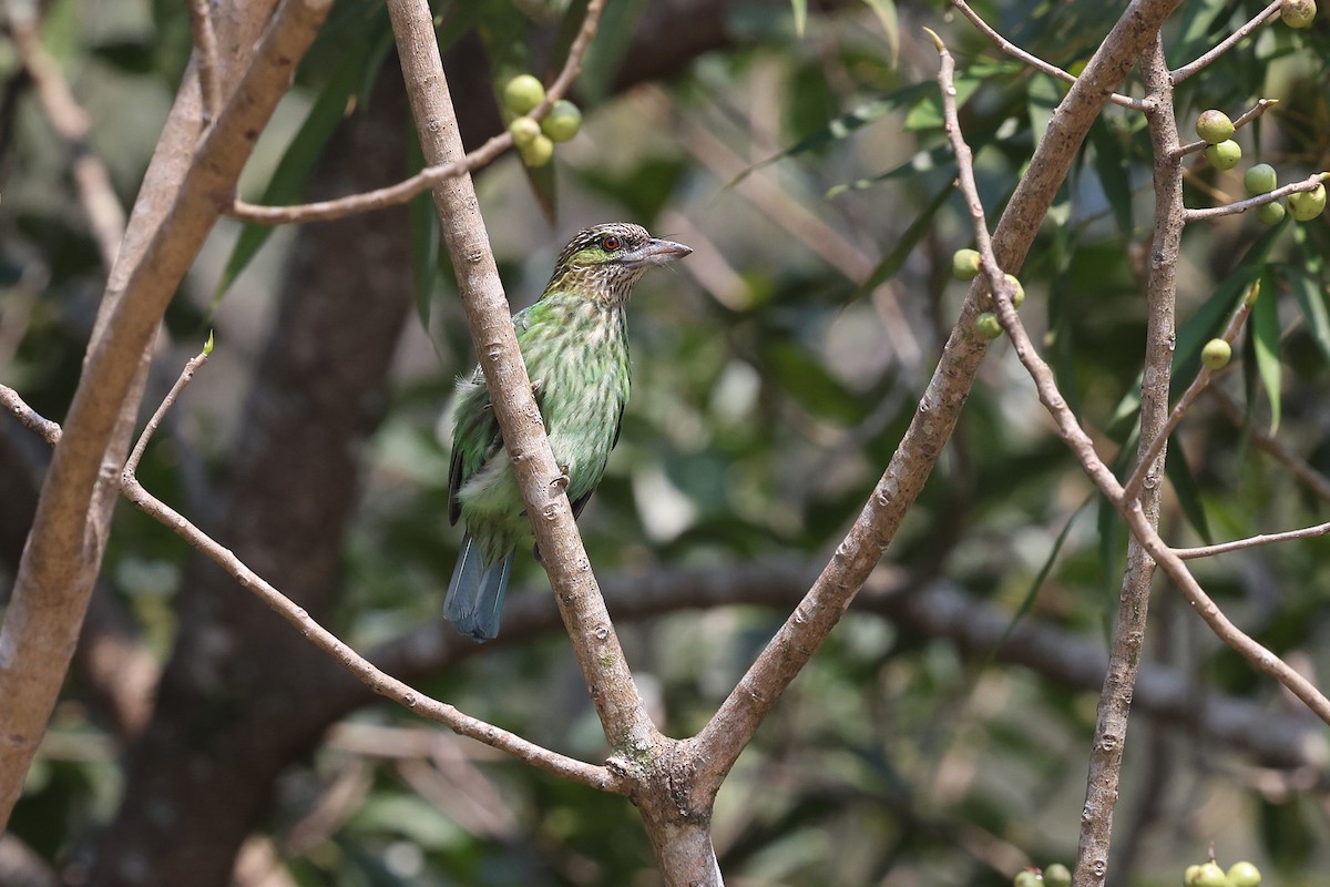 Grünohr-Bartvogel - ML620253115