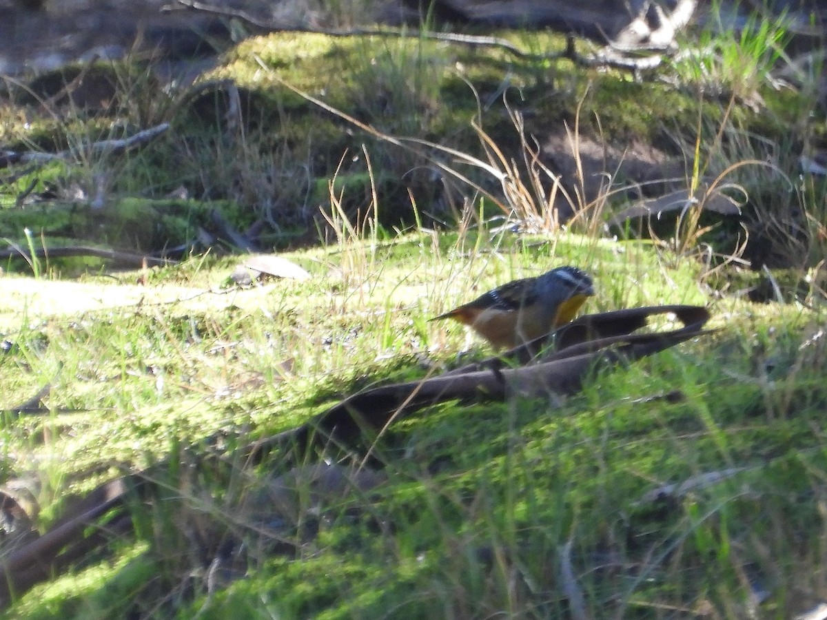 Spotted Pardalote - ML620253119