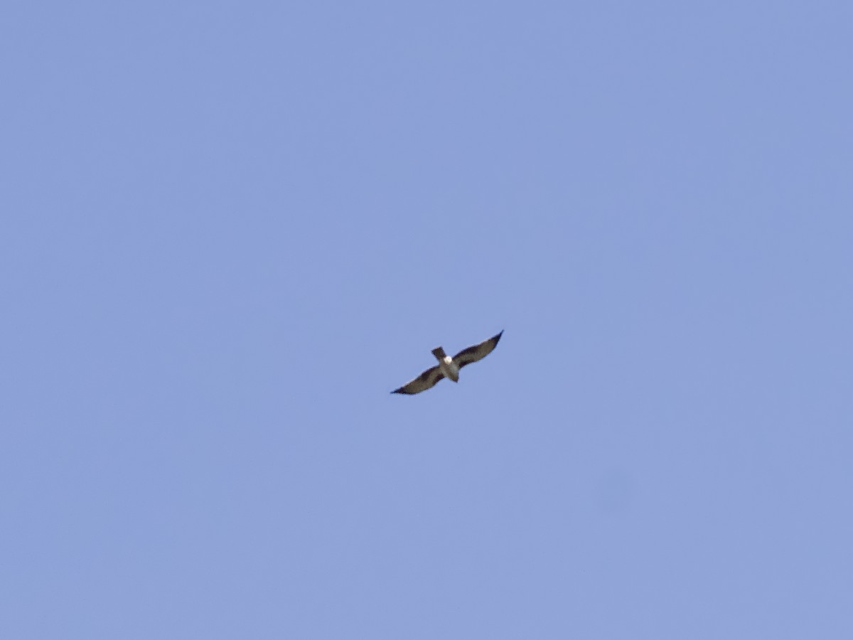 Австралийский орёл-карлик - ML620253120
