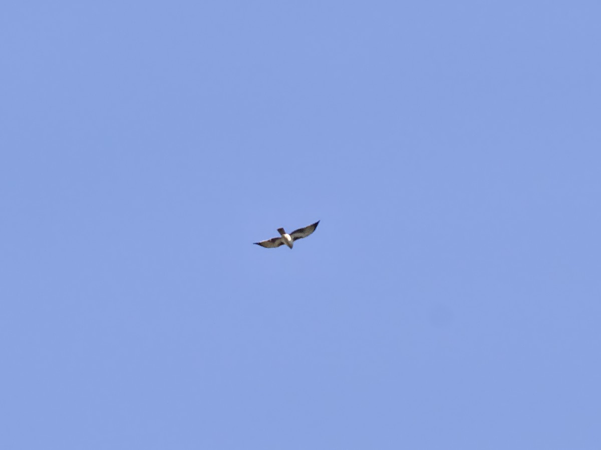 Австралийский орёл-карлик - ML620253121