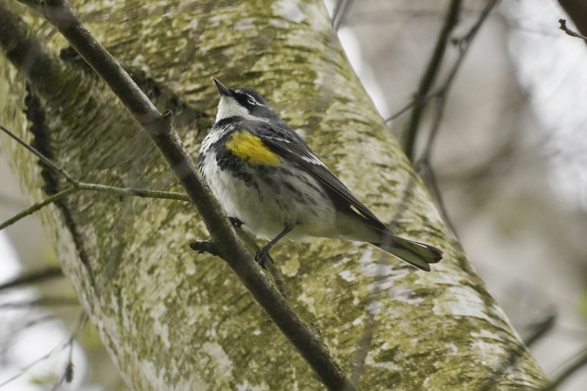 Yellow-rumped Warbler - ML620253127