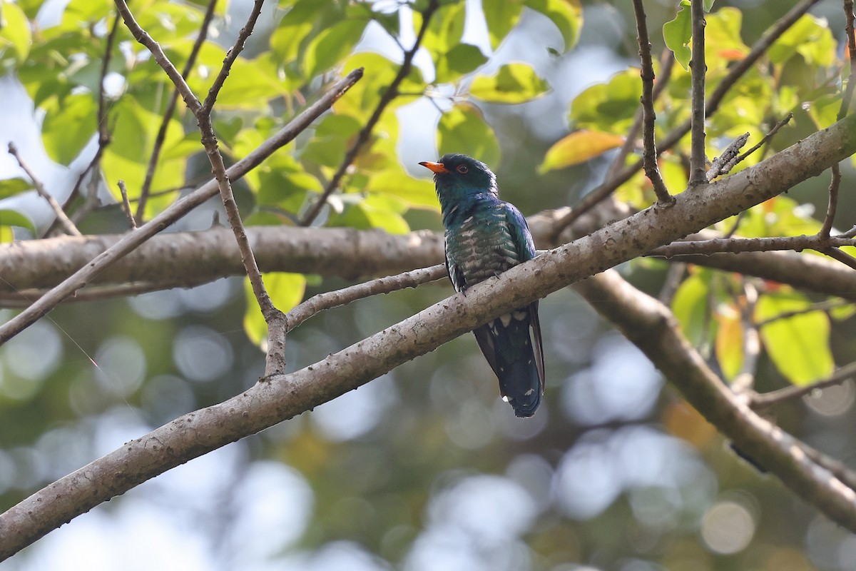 Asian Emerald Cuckoo - ML620253136