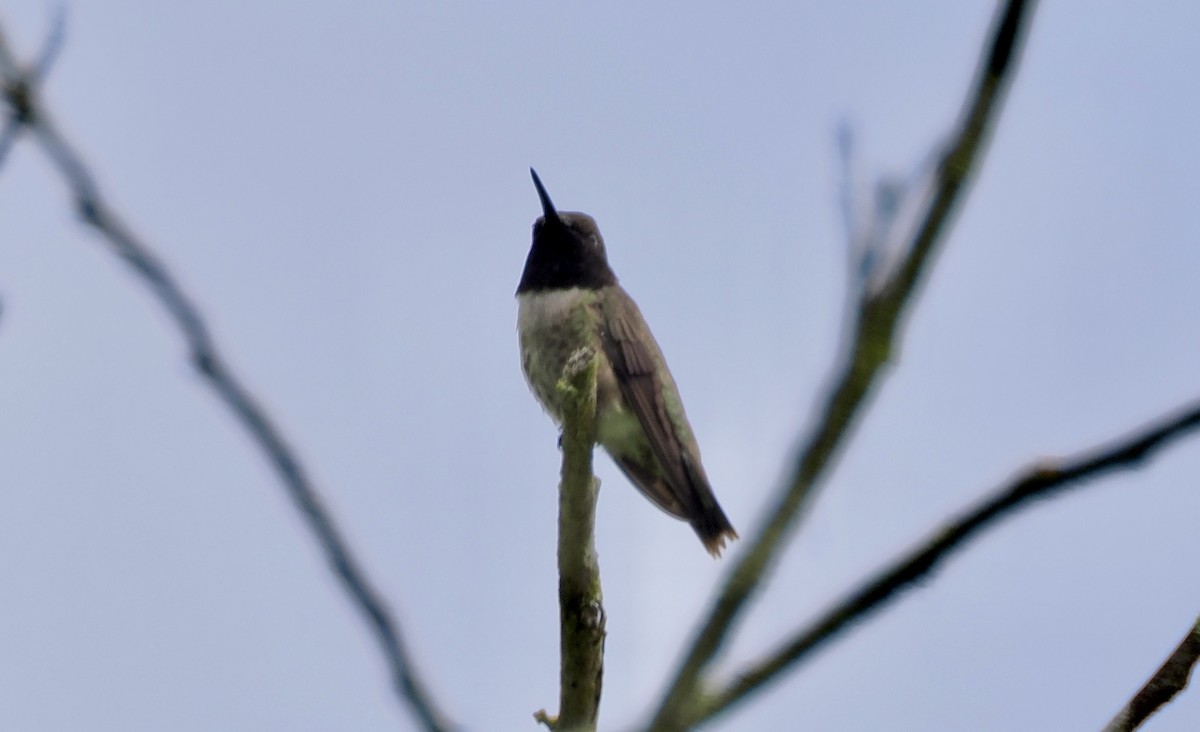 Black-chinned Hummingbird - ML620253140