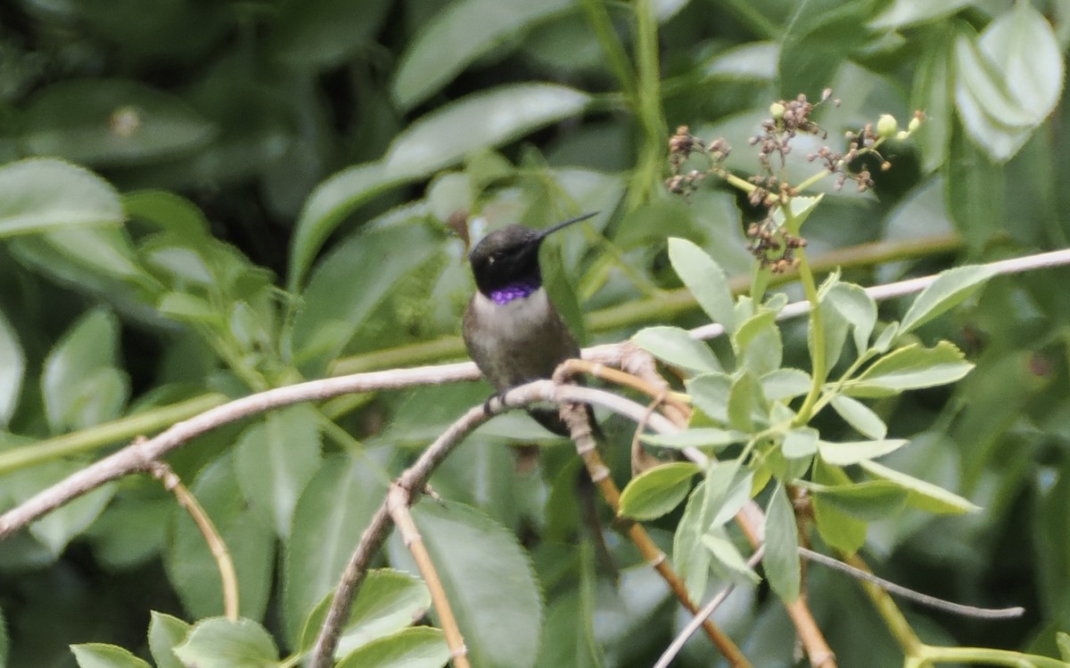 Black-chinned Hummingbird - ML620253141