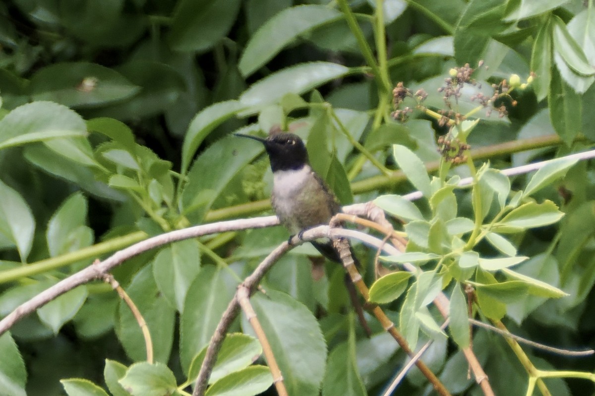 Black-chinned Hummingbird - ML620253142