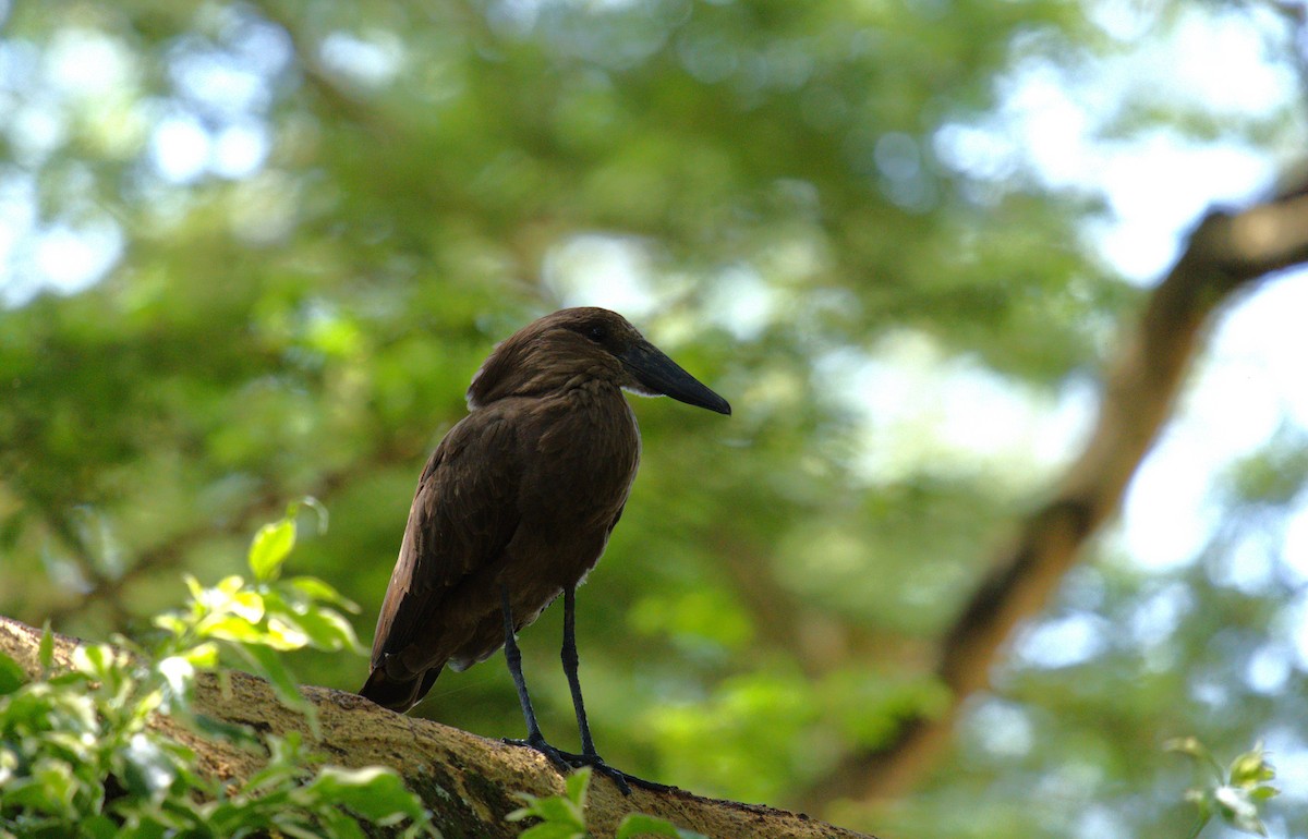 Hamerkop - ML620253144