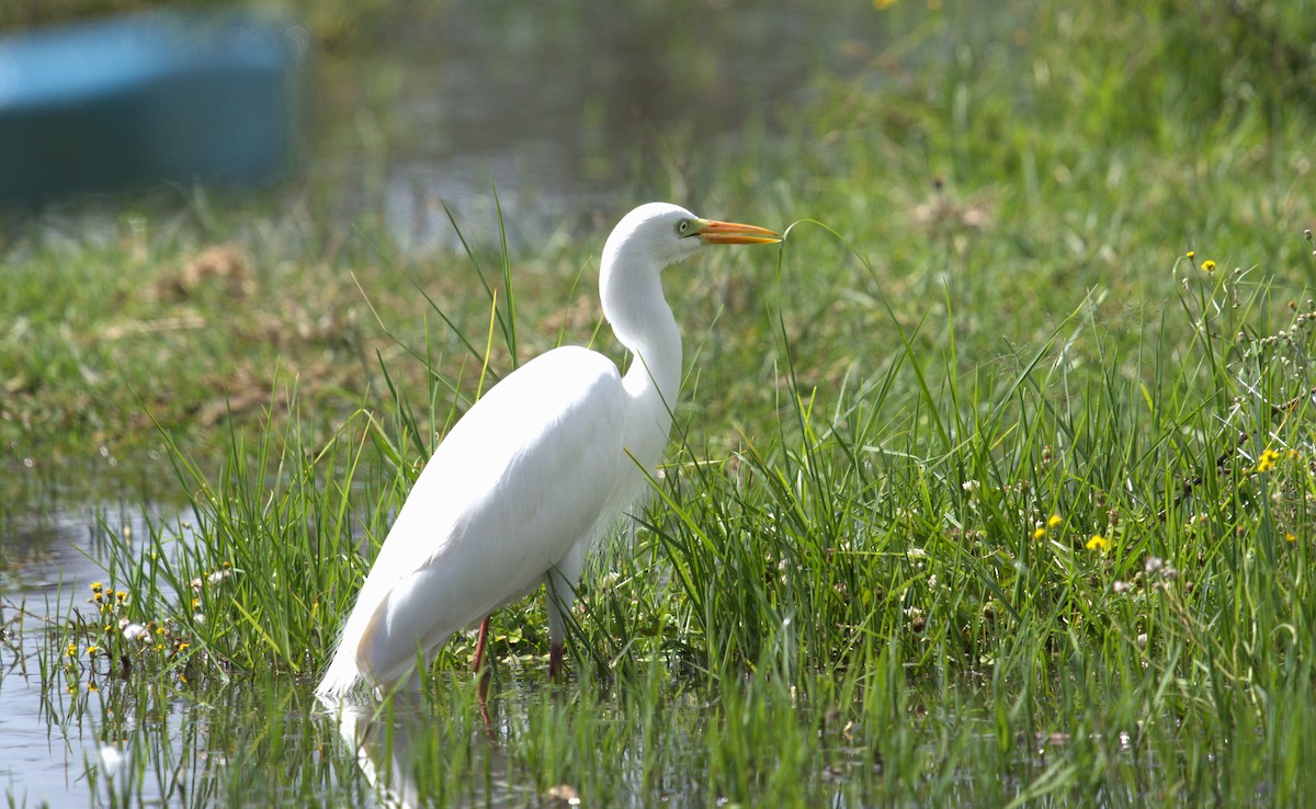 Little Egret - ML620253145