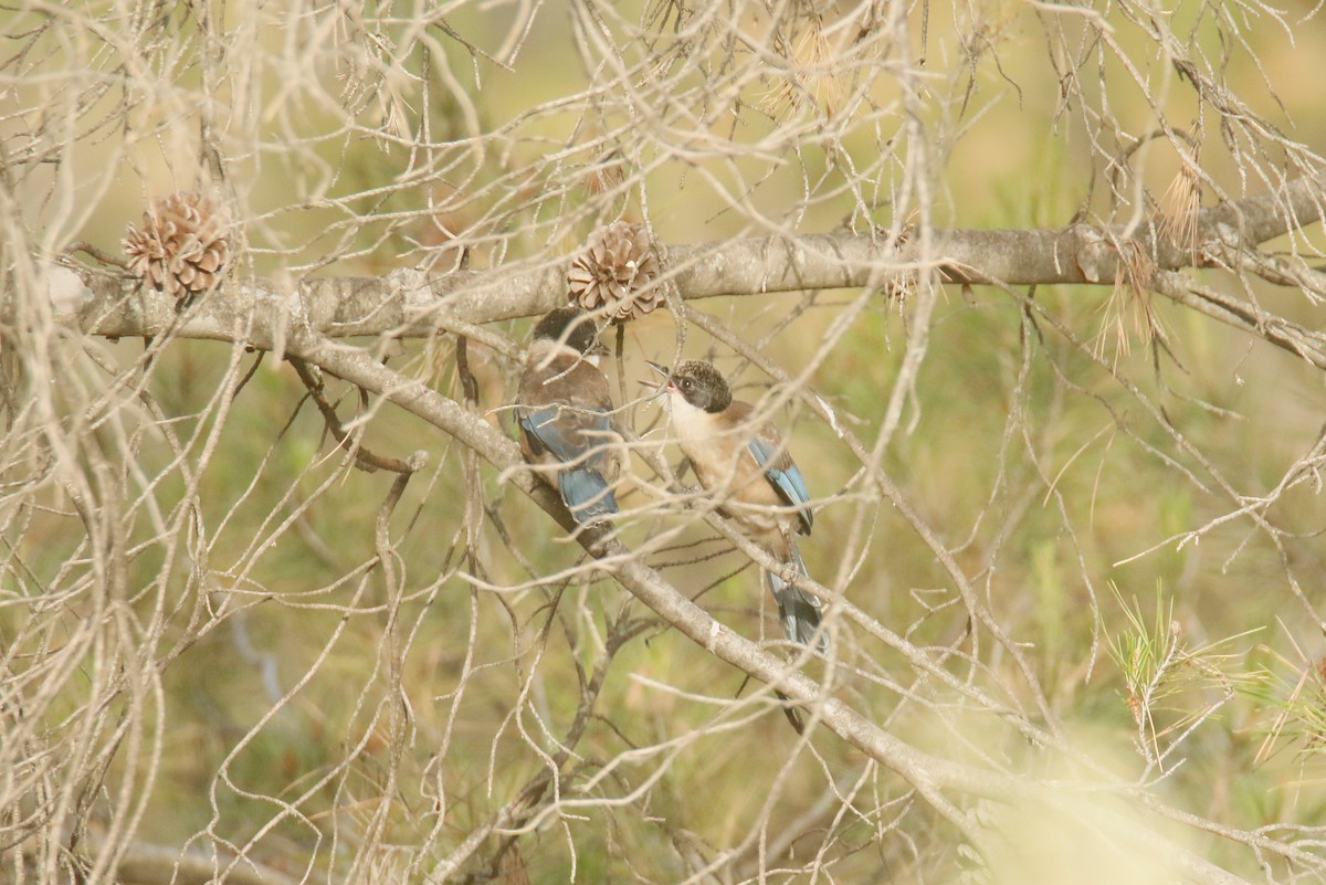 Iberian Magpie - ML620253148