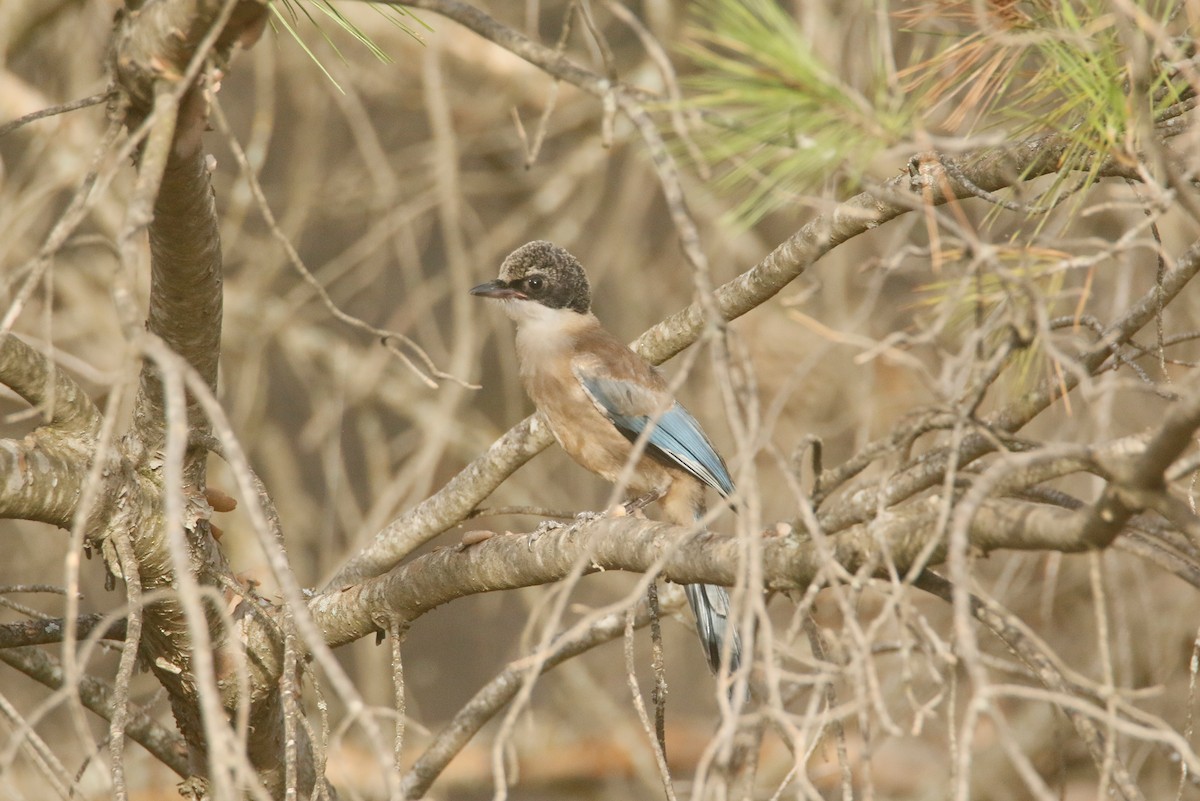 Iberian Magpie - ML620253150