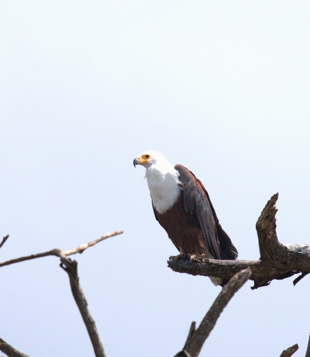 African Fish-Eagle - ML620253155