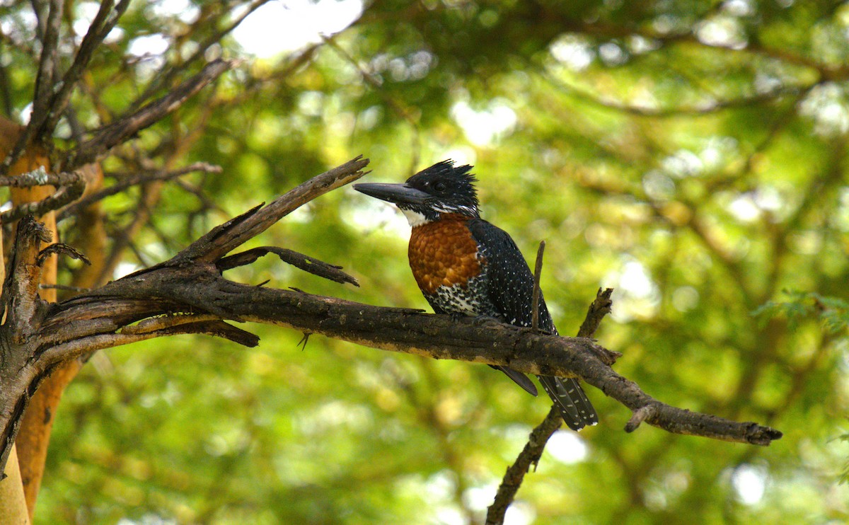 Giant Kingfisher - ML620253158