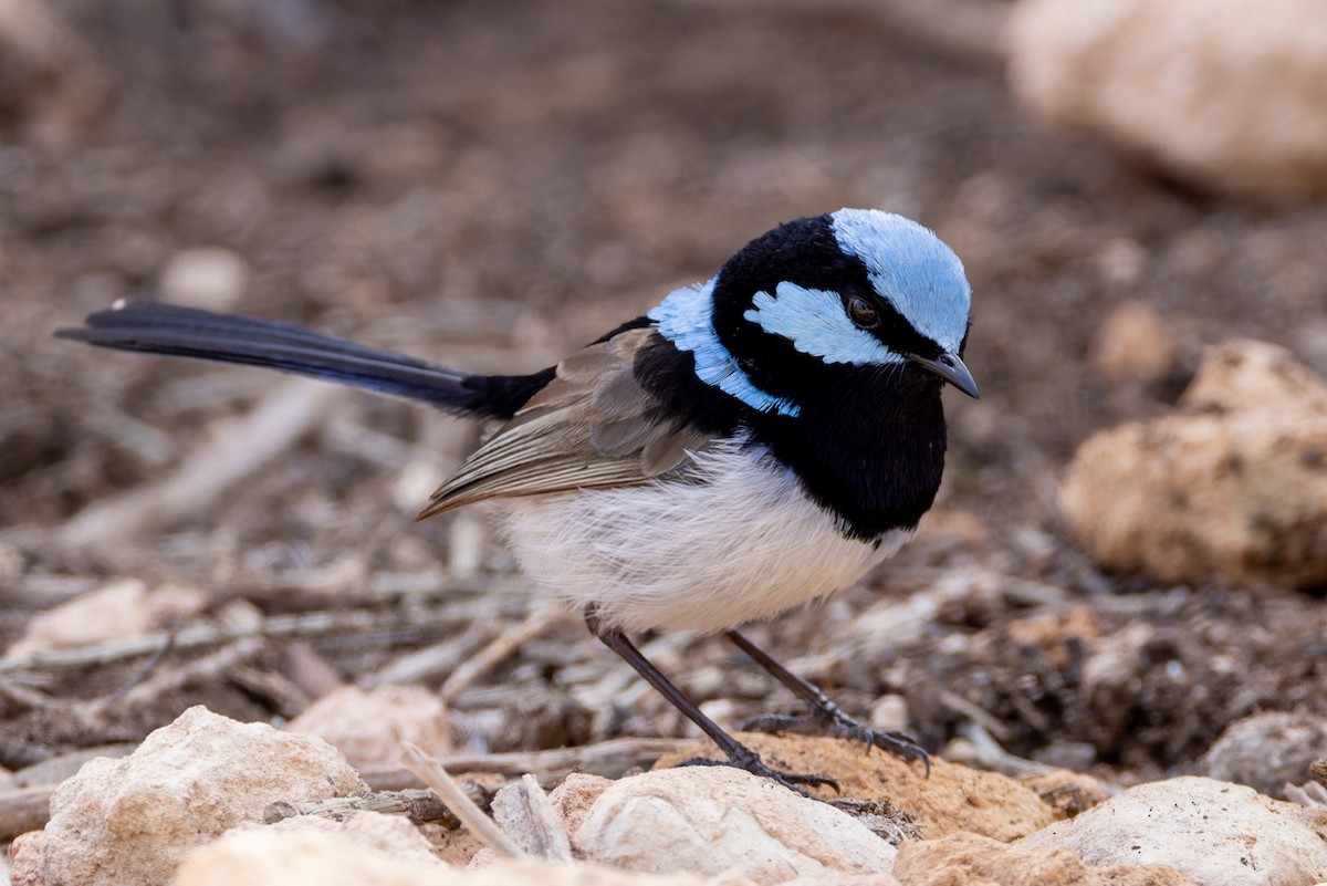 Superb Fairywren - ML620253159