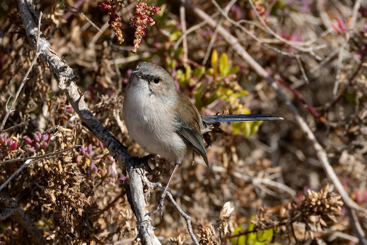 Superb Fairywren - ML620253160