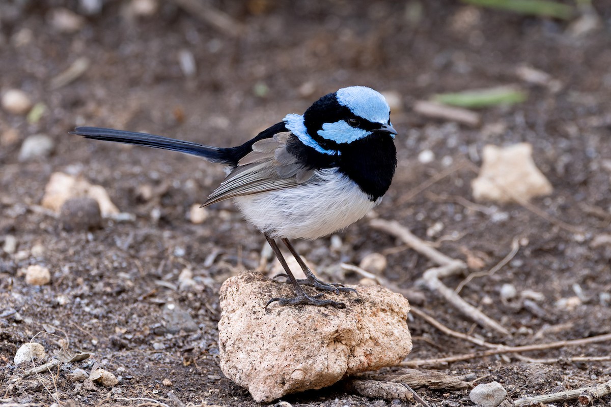 Superb Fairywren - ML620253161