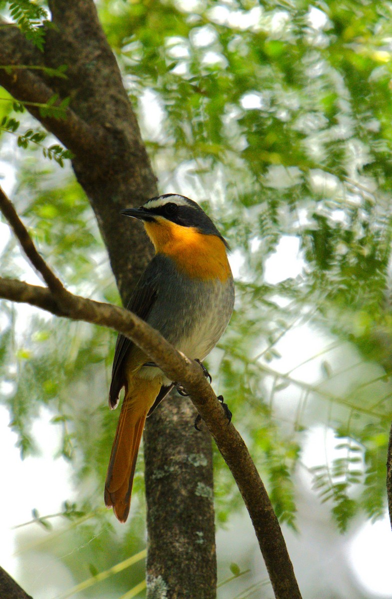 Cape Robin-Chat - ML620253173