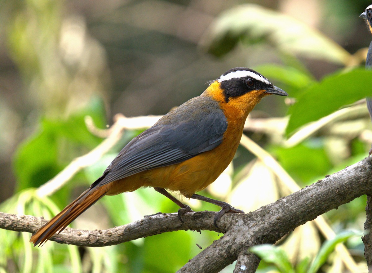 White-browed Robin-Chat - ML620253179