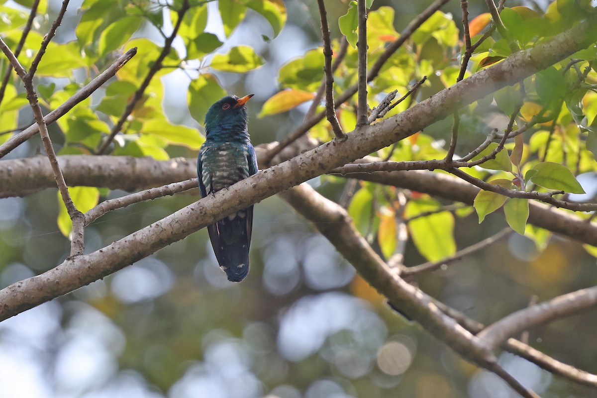 Asian Emerald Cuckoo - ML620253184