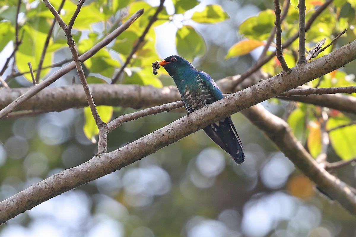 Asian Emerald Cuckoo - ML620253185