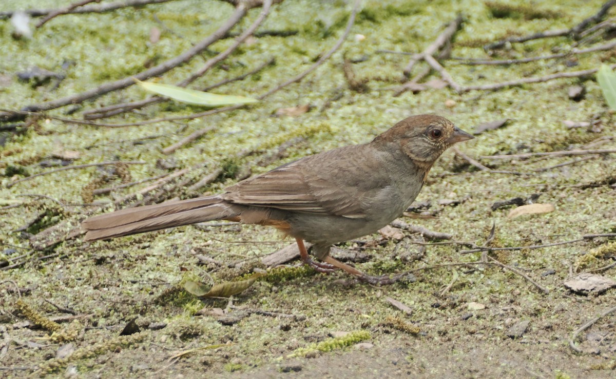 California Towhee - ML620253196