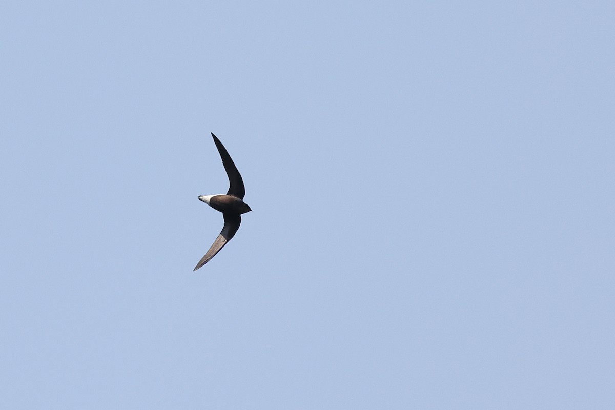 Silver-backed Needletail - ML620253201