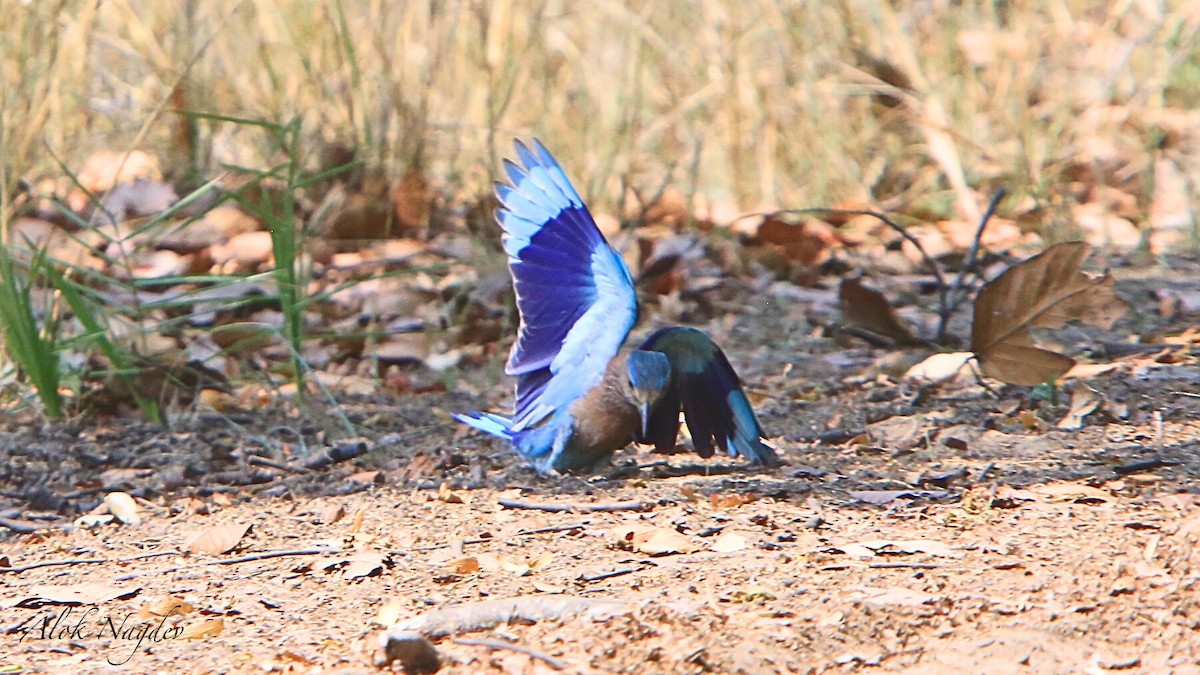 Indian Roller - ML620253206