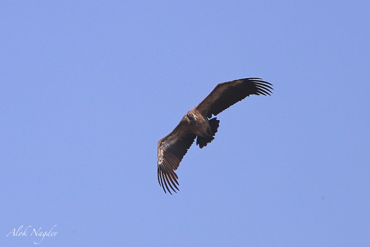 Indian Vulture - ML620253211