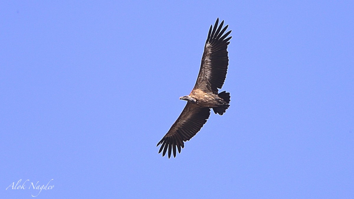 Indian Vulture - ML620253212