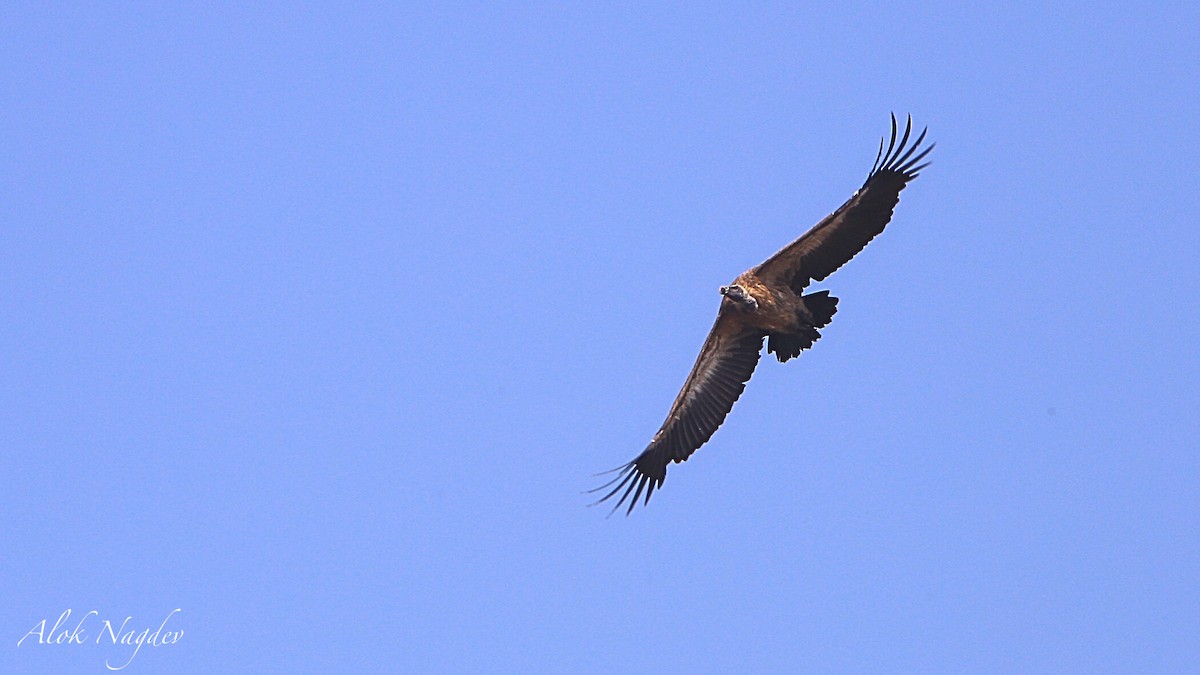 Indian Vulture - ML620253213