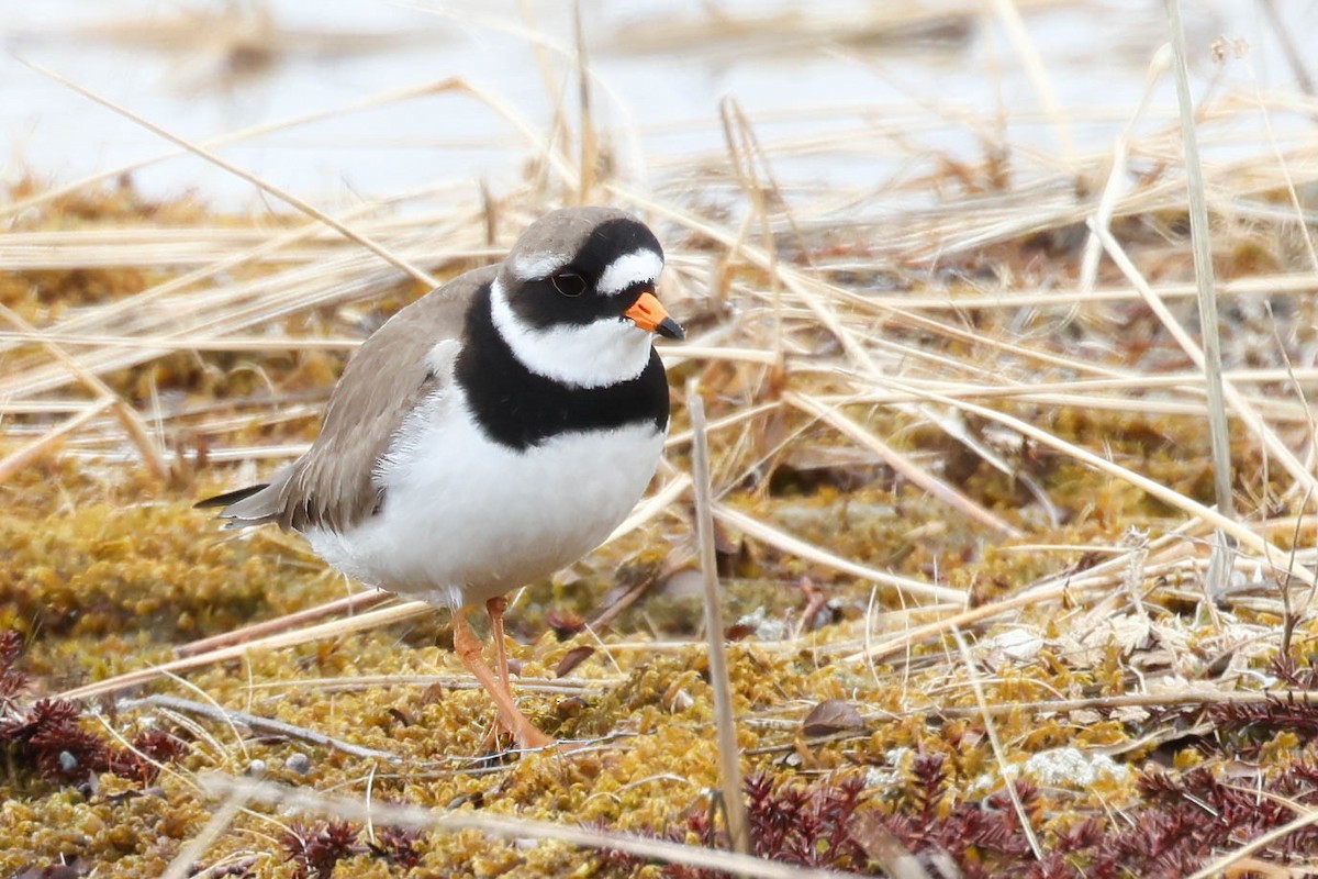 Common Ringed Plover - ML620253217