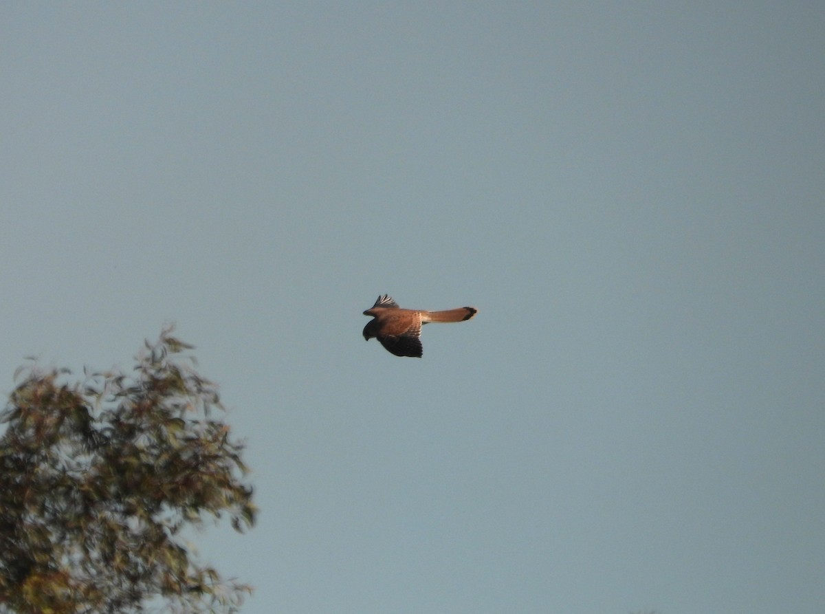 Nankeen Kestrel - ML620253224