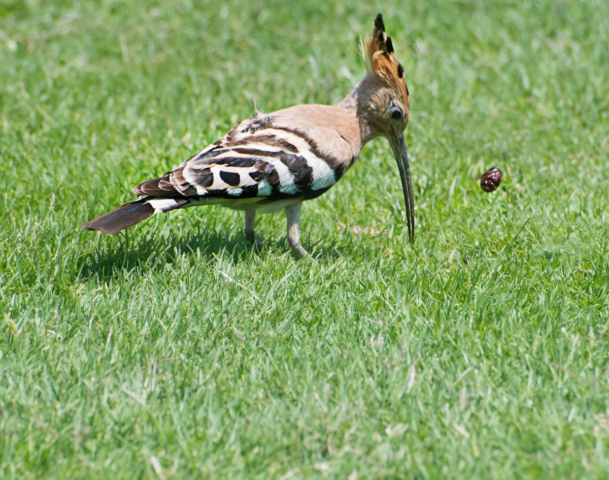 Eurasian Hoopoe - ML620253227