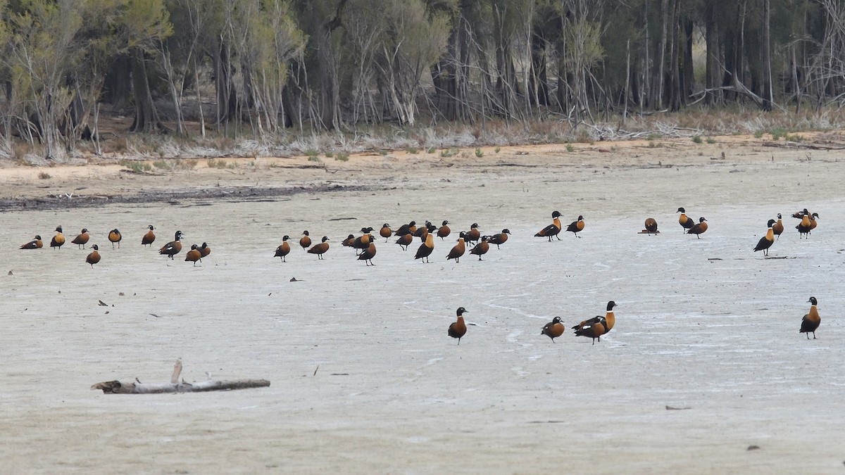 Australian Shelduck - ML620253243