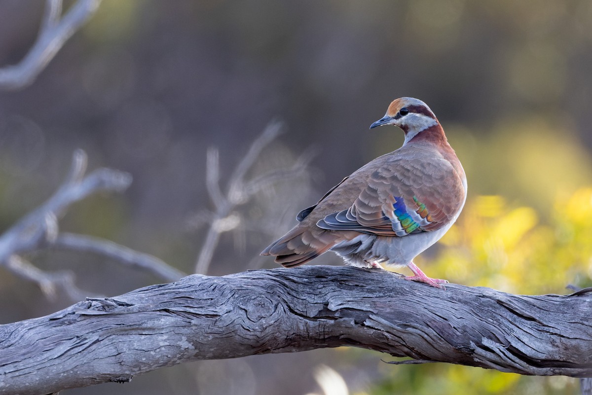 Brush Bronzewing - ML620253249