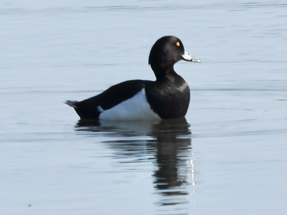 Tufted Duck - ML620253252